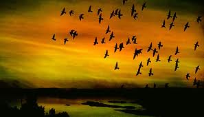 CAIP3UJ6CAA2ML87CALPYOLBCAJANZWSCAUDR3KACAH9E53SCAH9SIKXCAOMMK45CAHX2JSTCAN776QYCA48ADGJCA5XPM0ACAZ1MVDTCAG071I3CA877TSYCAMH1QBICAHQYCSJCAOS9MITCA2FPOM2.jpg