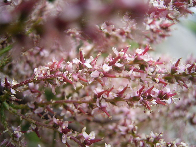 800px-Tamarix_gallica_bloemen.jpg